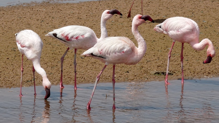 Flamingos bei Ebbe